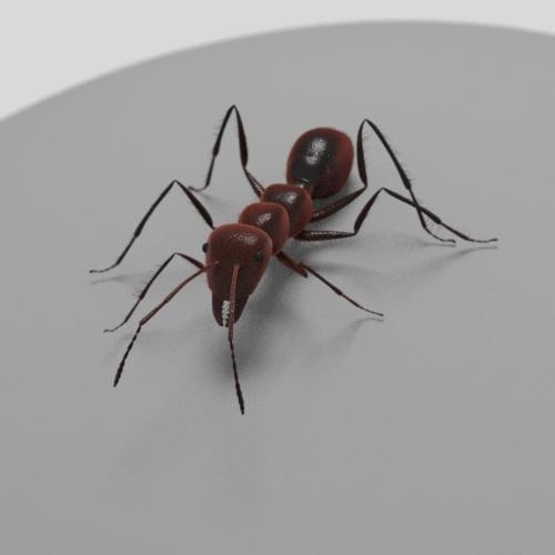 Ant - rigged, animated preview image